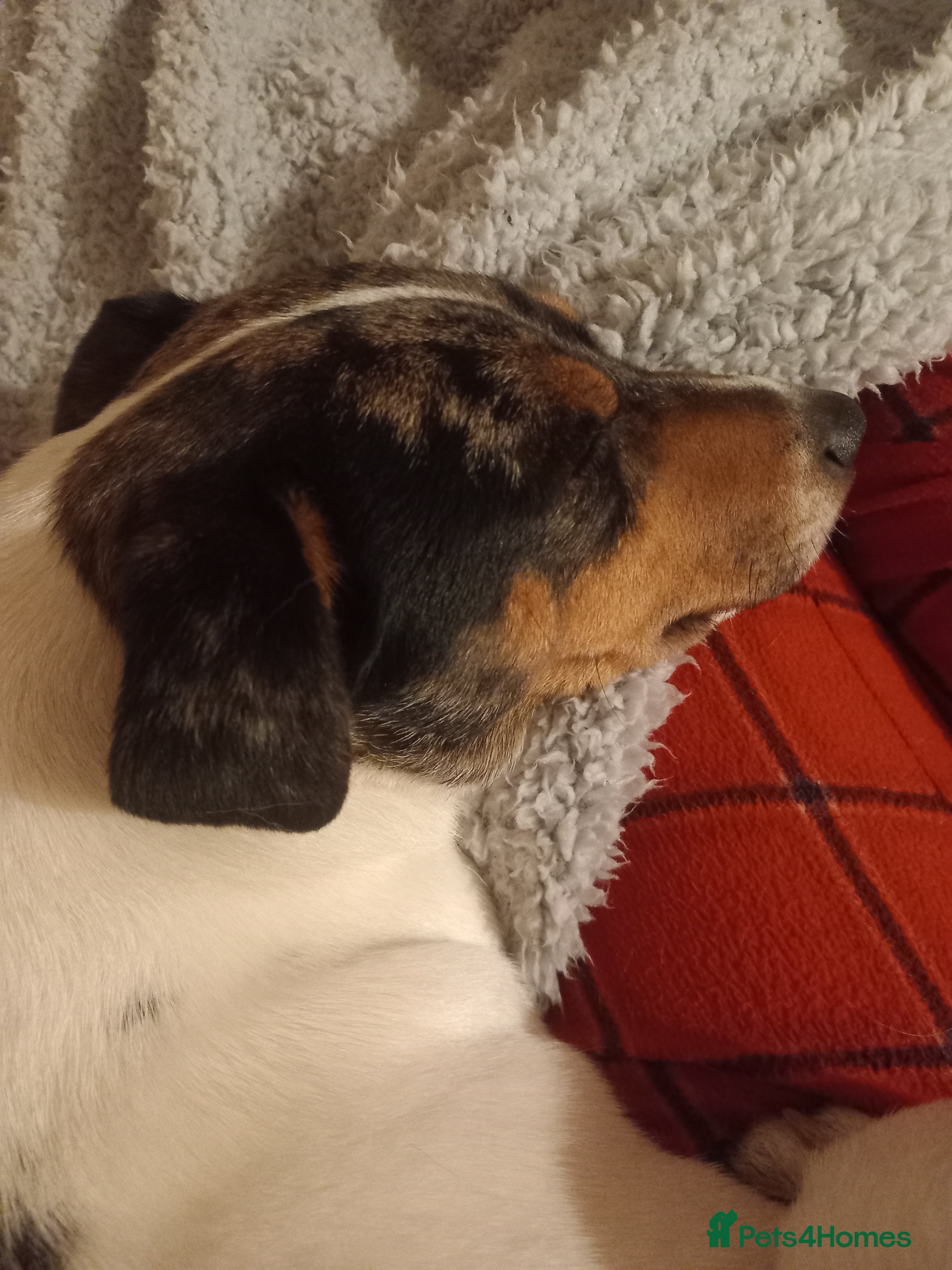 Jack Russell dogs Beautiful Spayed Jack Russell Girl - Advert 8