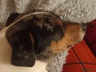 Jack Russell dogs Beautiful Spayed Jack Russell Girl - Advert 8