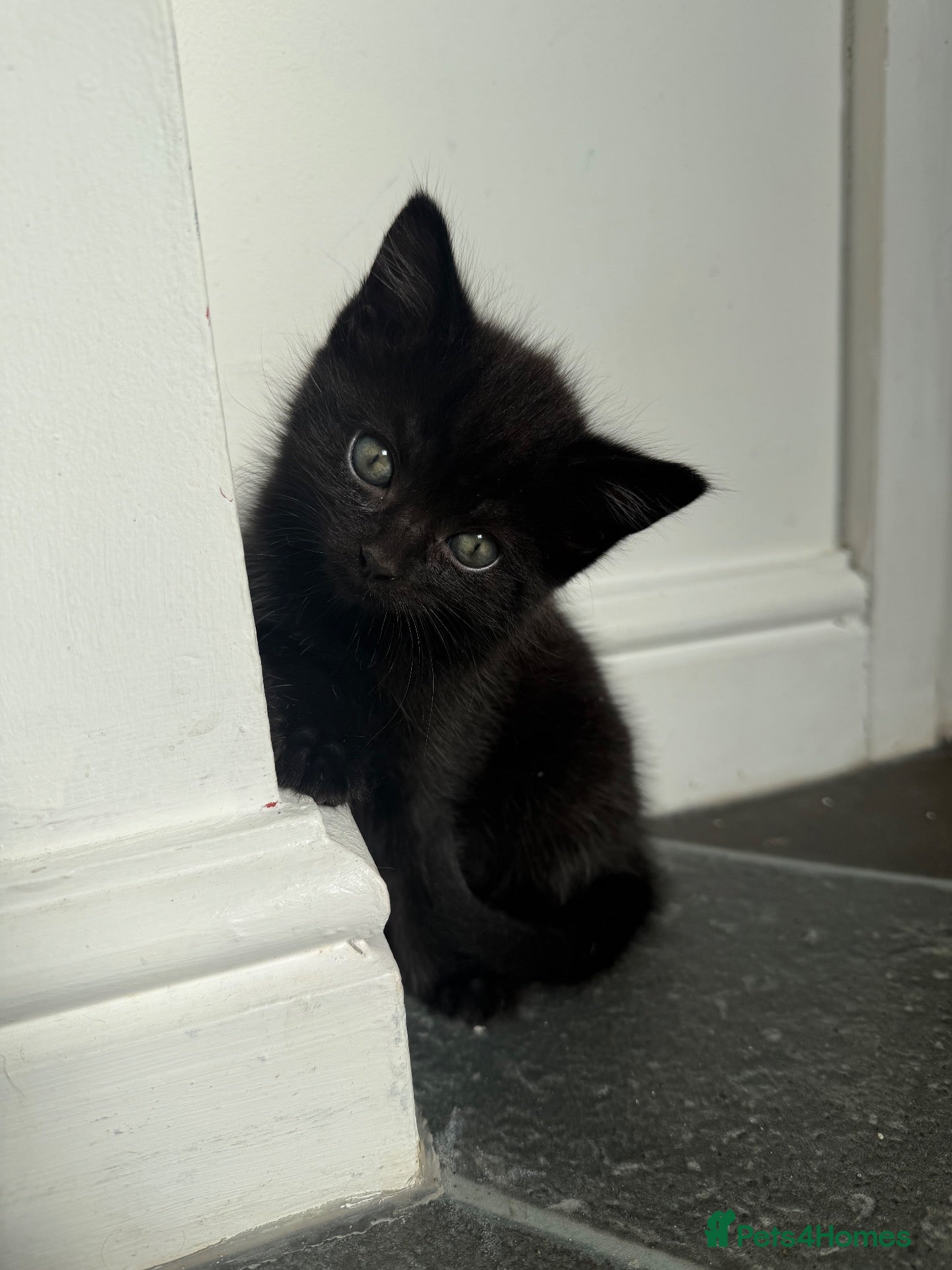 Mixed Breed cats 2 fluffy kitten girls 🐾  - Advert 2