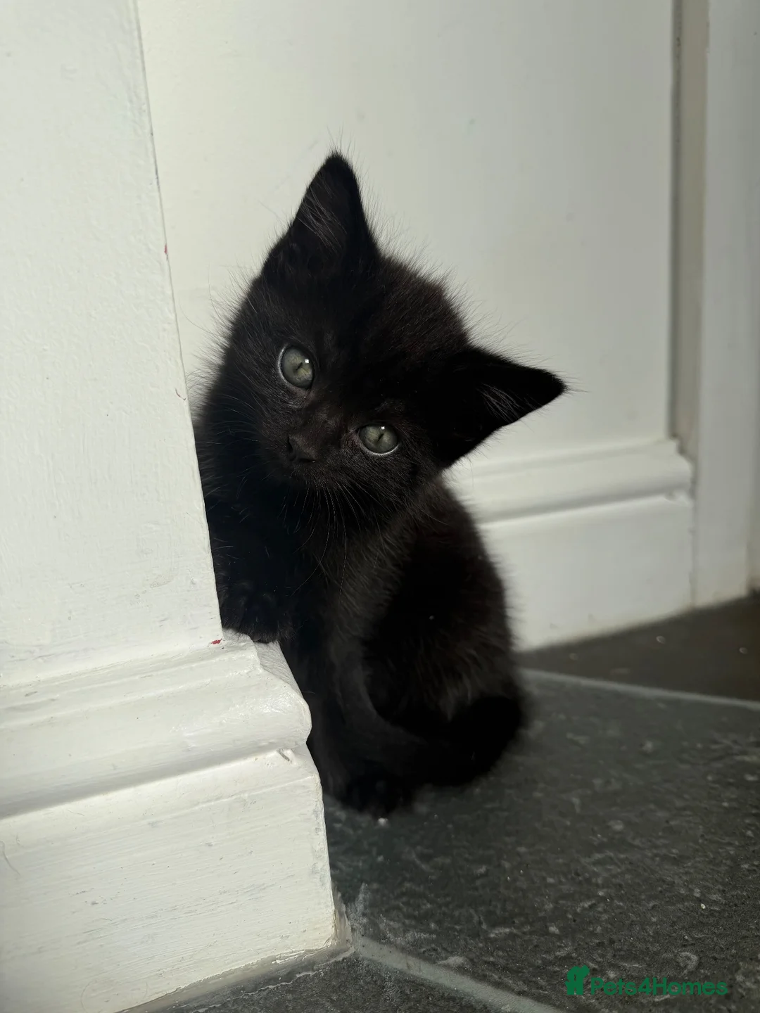 Mixed Breed cats for sale: 2 fluffy kitten girls 🐾  - Advert 1