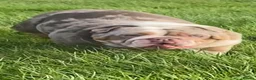 English Bulldog dogs for sale: Grade A pure bred merle British bulldog - Advert 2