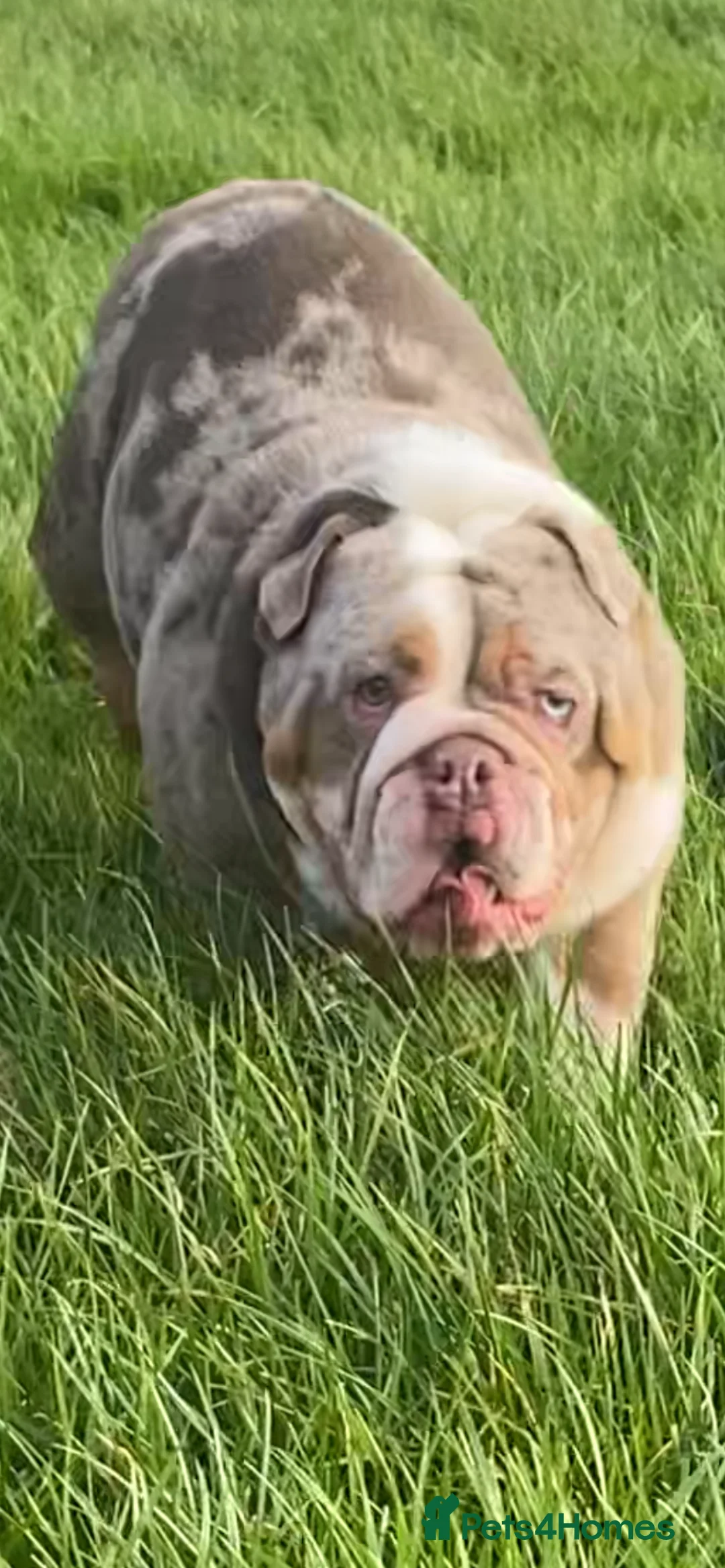 English Bulldog dogs for sale: Grade A pure bred merle British bulldog - Advert 2