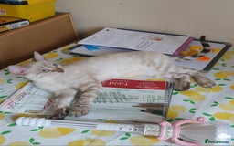 Bengal cats for sale: Health-checked TICA Family Bengal Kitten READY NOW in Warminster - Image 3