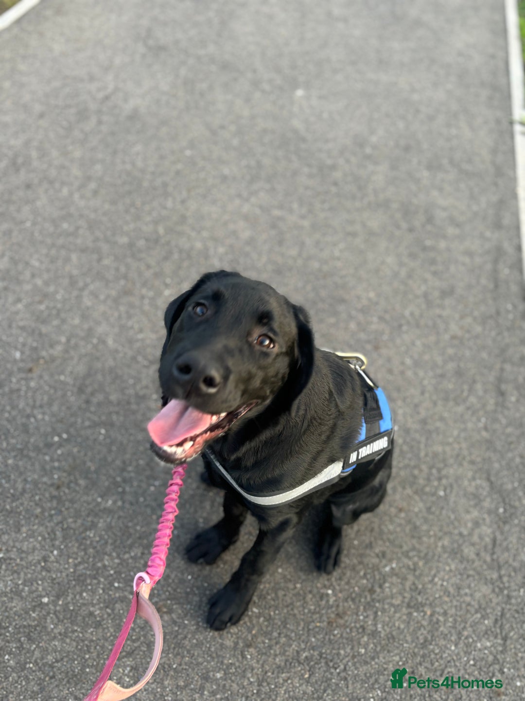 Goldador dogs for sale: Goldador for sale  - Advert 7