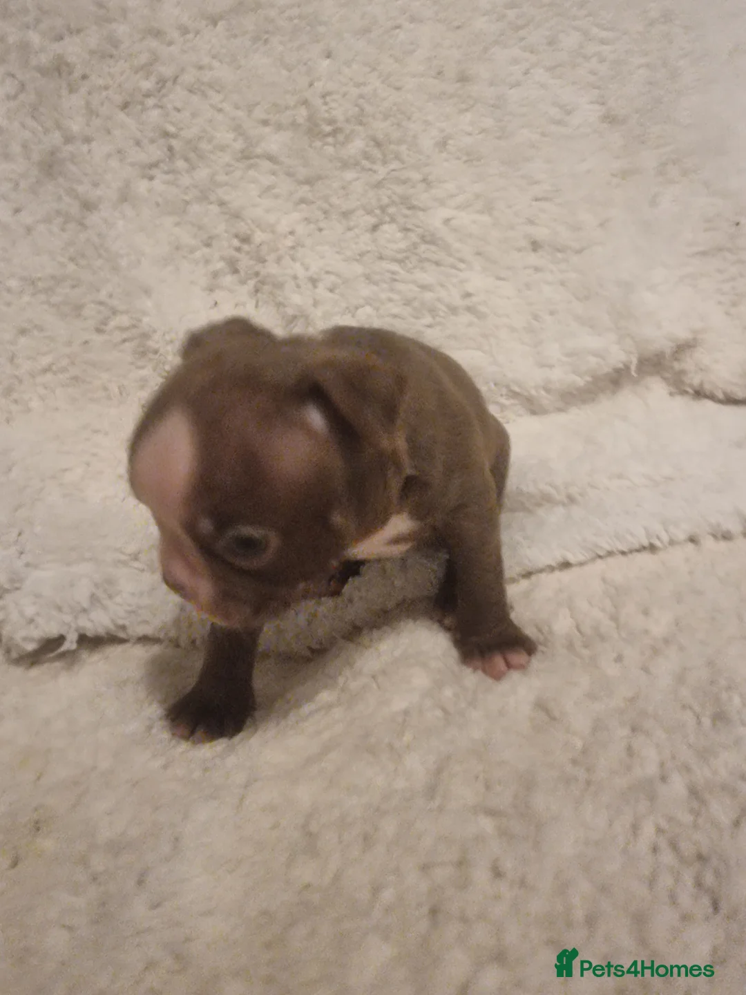 Boston Terrier dogs for sale: Stunning Boston Terrier Puppies - Advert 37