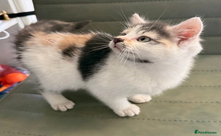 Mixed Breed cats - Advert 1