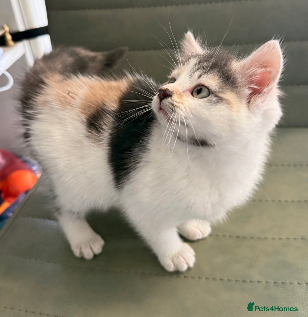 Mixed Breed cats for sale: Calico Grey, Pale Ginger & White ready now - Image 1