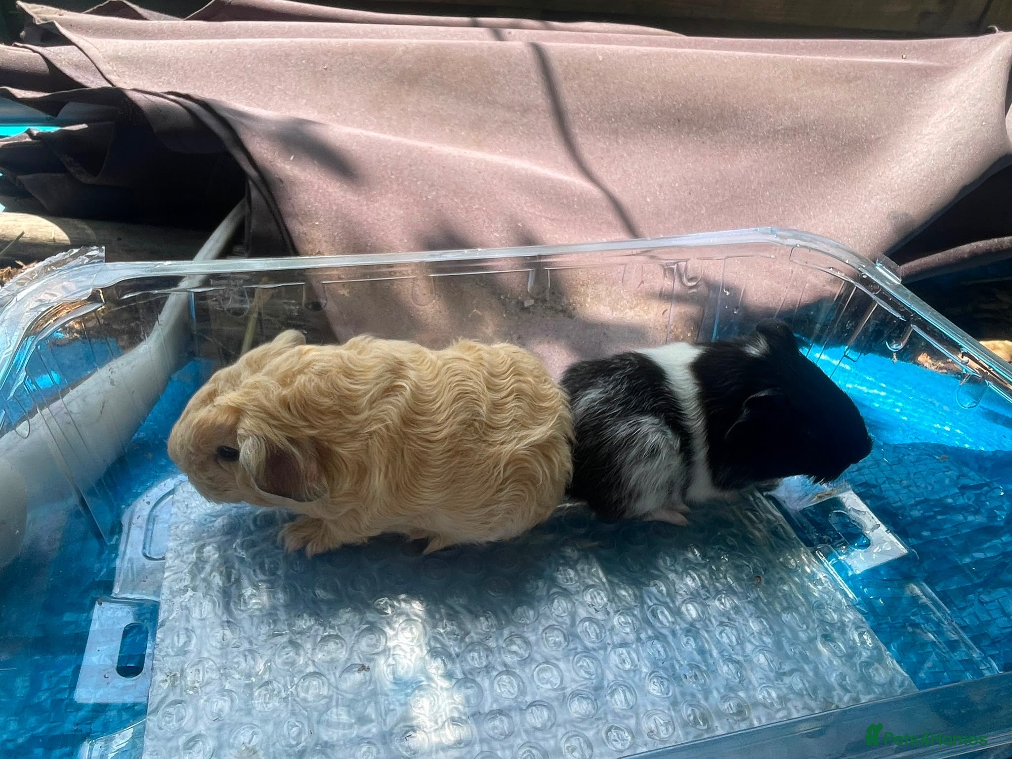Guinea Pig rodents Last 3 cute PeruvianSilkie guineapig babies - Advert 2