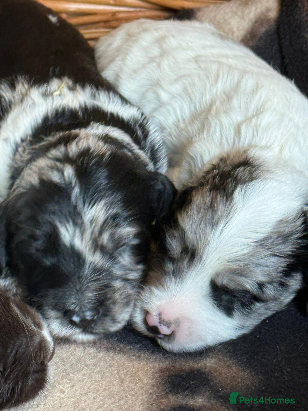 Sproodle dogs for sale: Merle F1 Sproodles 5⭐️Licenced Breeder full DNA - Advert 18