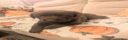 Labrador Retriever dogs for sale: Chocolate Labrador pups - Advert 1