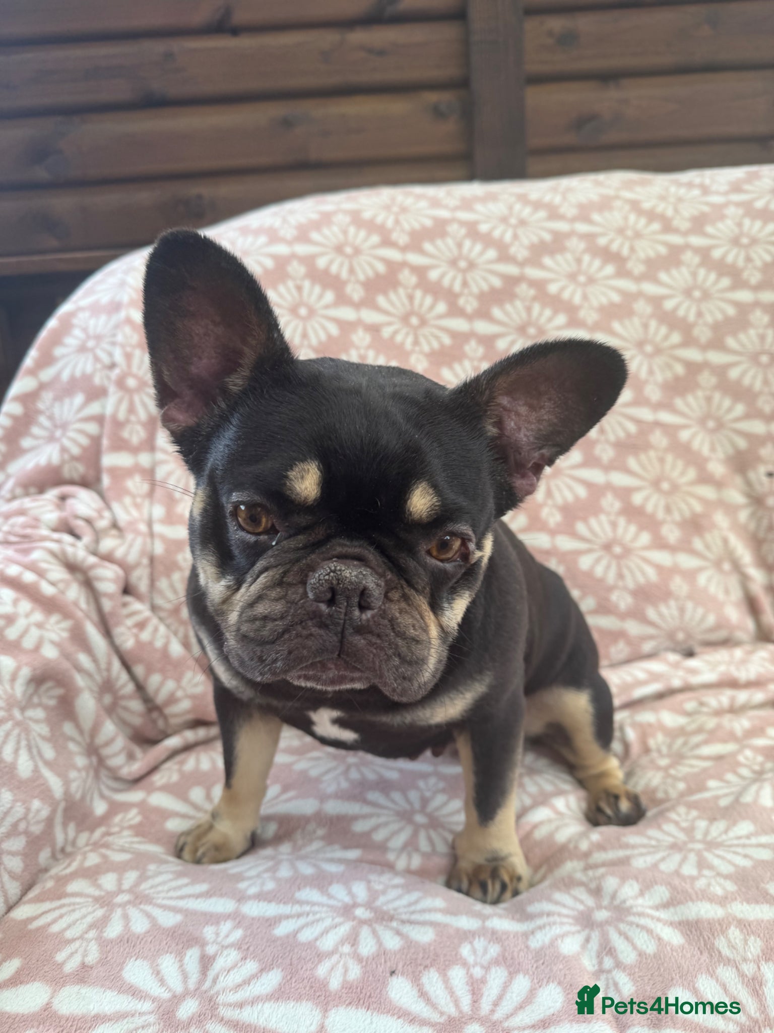 French Bulldog 