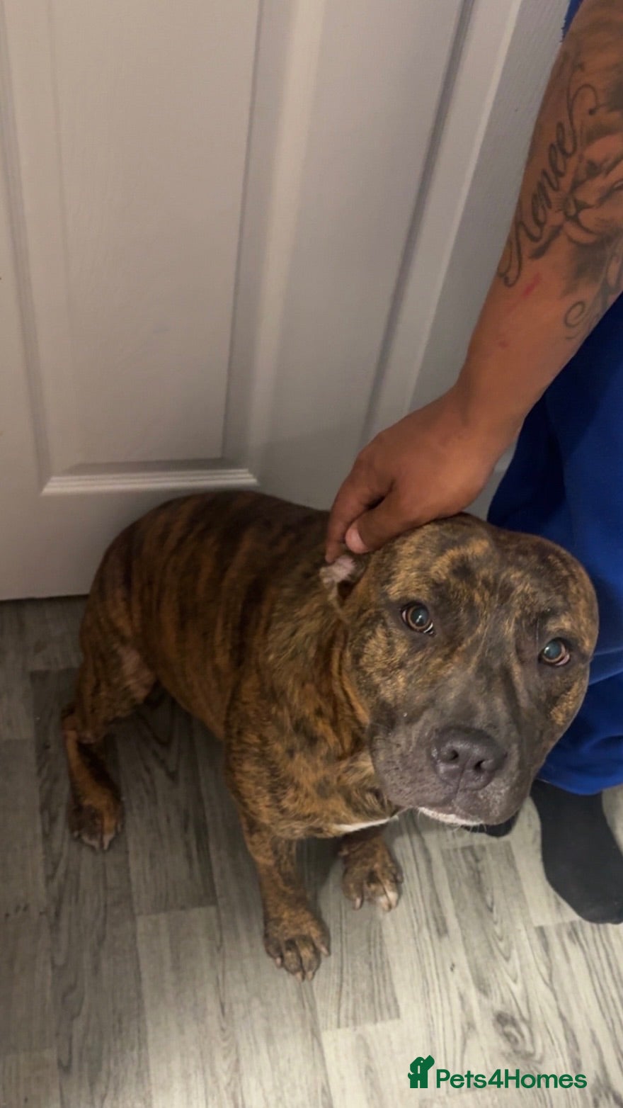 Mixed Breed dogs Male stud - Advert 8