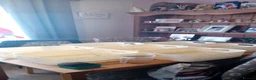 Axolotl reptiles for sale: Baby axolotl  in Loughborough - Advert 7