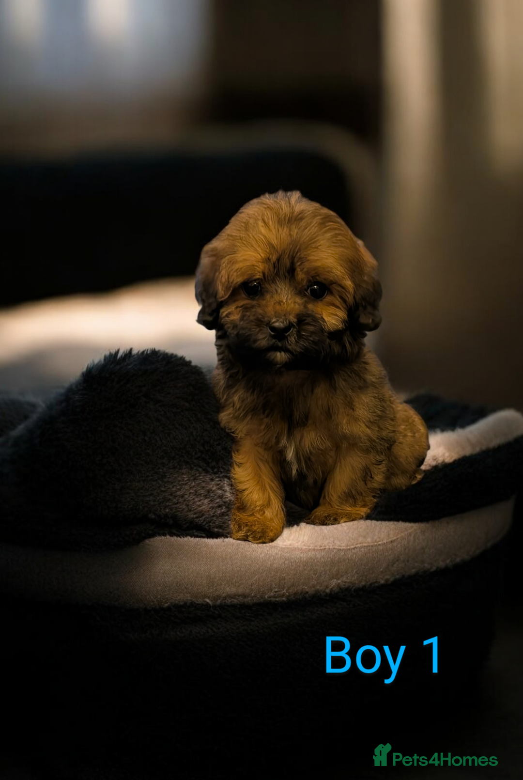 Shihpoo dogs for sale: Stunning Toy Shihpoos puppies  - Advert 3