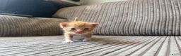 Mixed Breed cats for sale: Half ragdoll kittens  - Advert 34