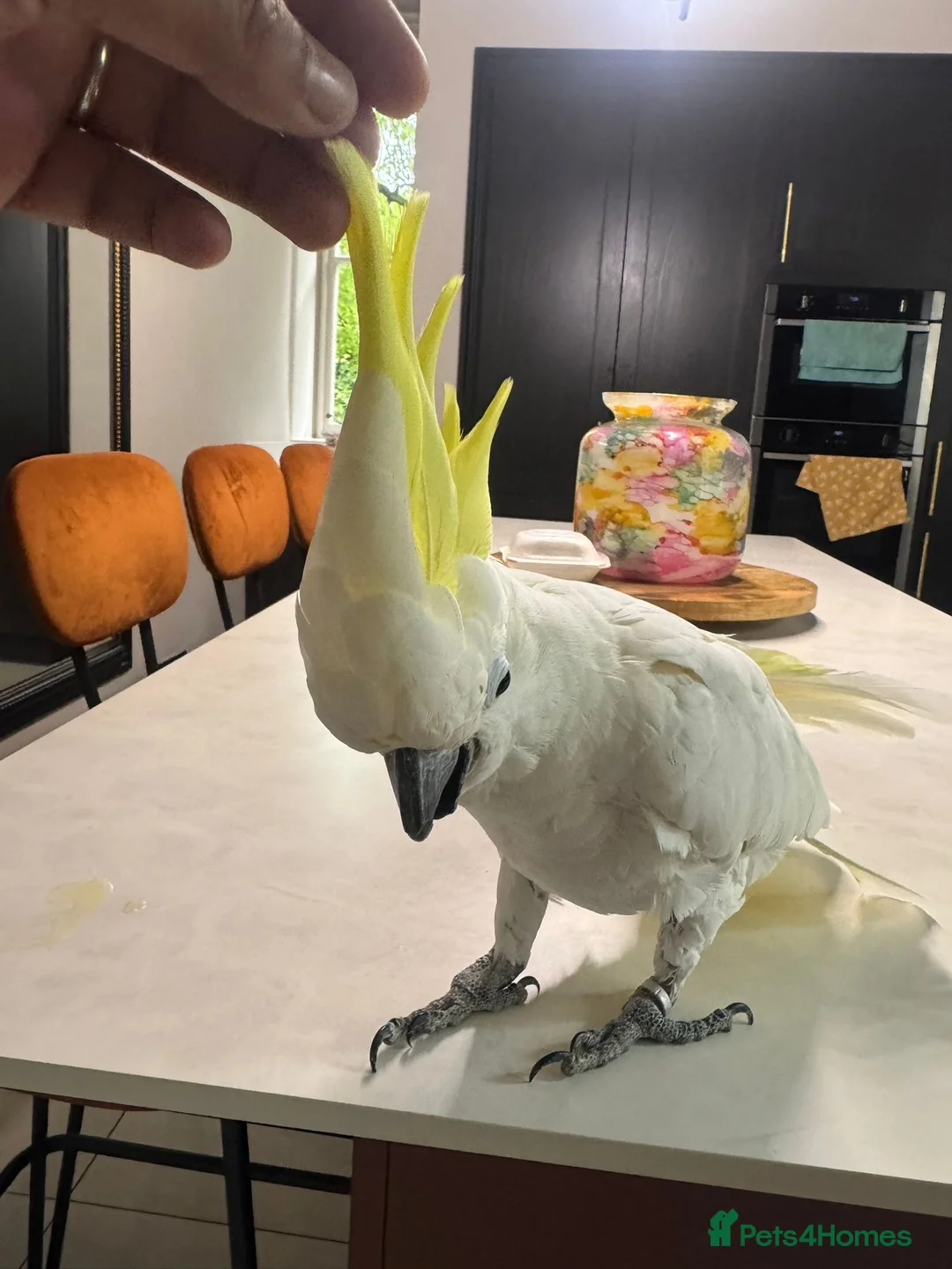 Cockatoo birds for sale: TAME & TALKING COCKATOO - Advert 2