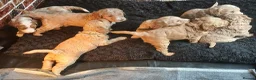 Goldendoodle dogs for sale: Goldendoodle puppies - Advert 17
