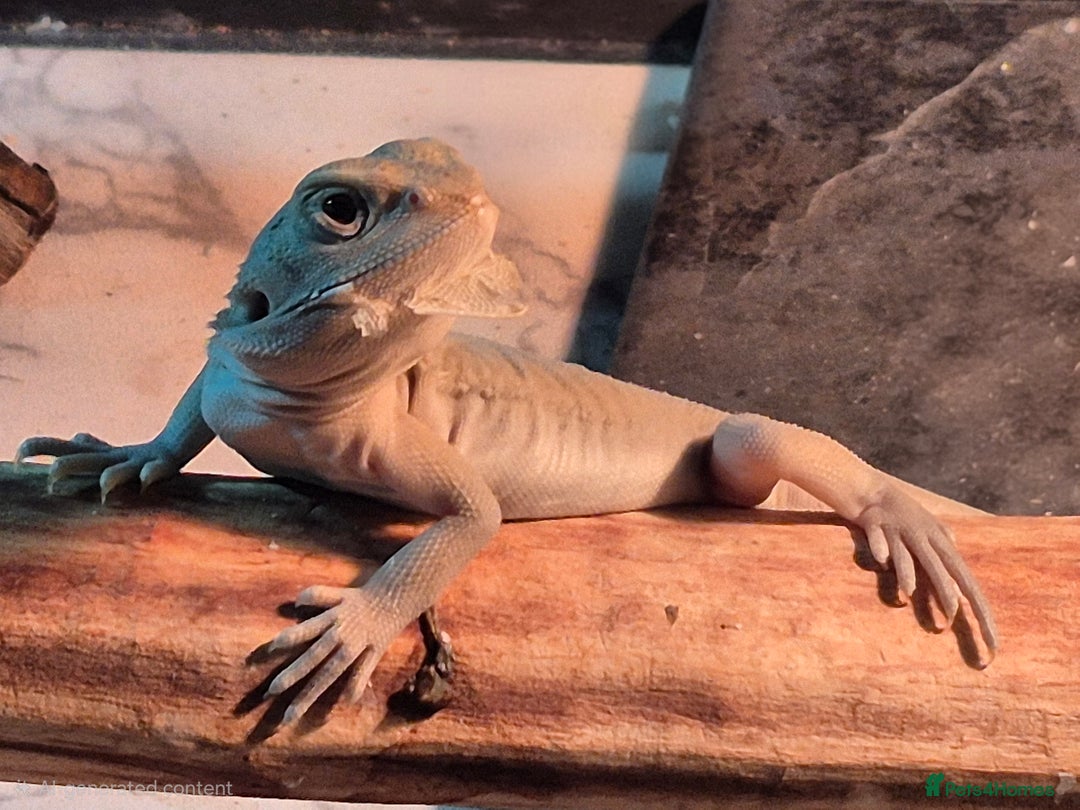 Bearded Dragon reptiles for sale: Bearded dragons  babies  - Advert 34