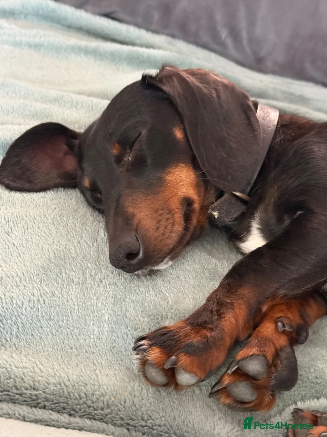 Miniature Dachshund dogs for sale: 1 year old Female minature dachshund  - Advert 1