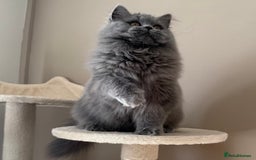 British Shorthair cats for sale: Beautiful British longhair female - Image 6