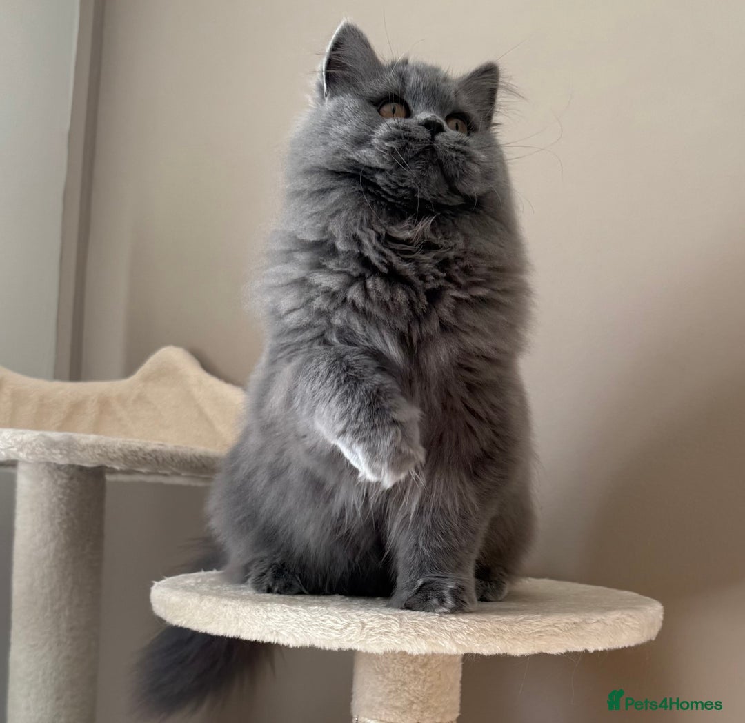 British Shorthair cats for sale: Beautiful British longhair female - Image 6