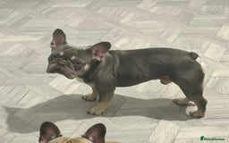 French Bulldog dogs for sale: Pablo  - Image 4