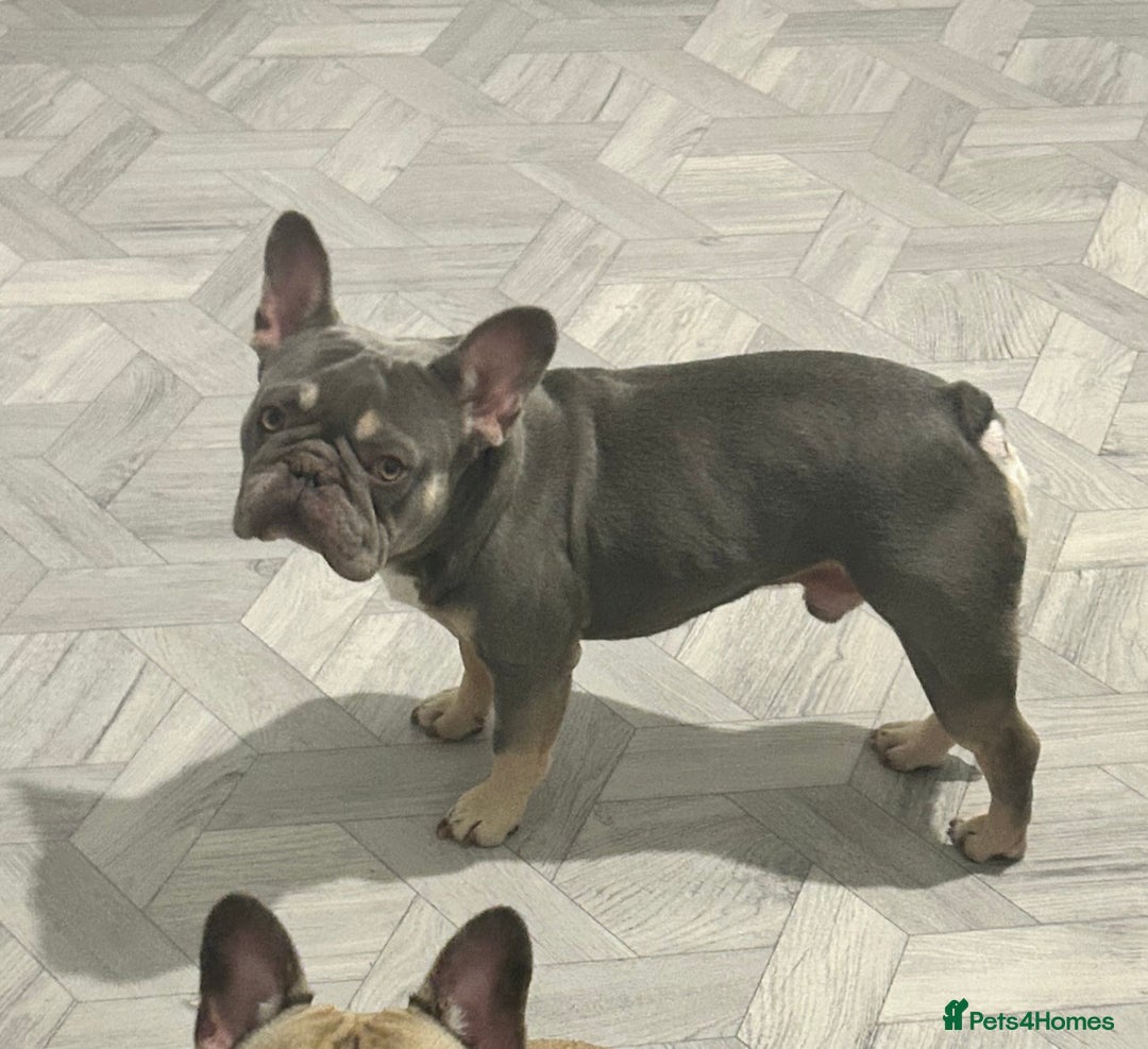 French Bulldog dogs for sale: Pablo  - Image 4