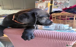 Labrador Retriever dogs for sale: Fantastic KC registered litter from FTCH lines - Image 5