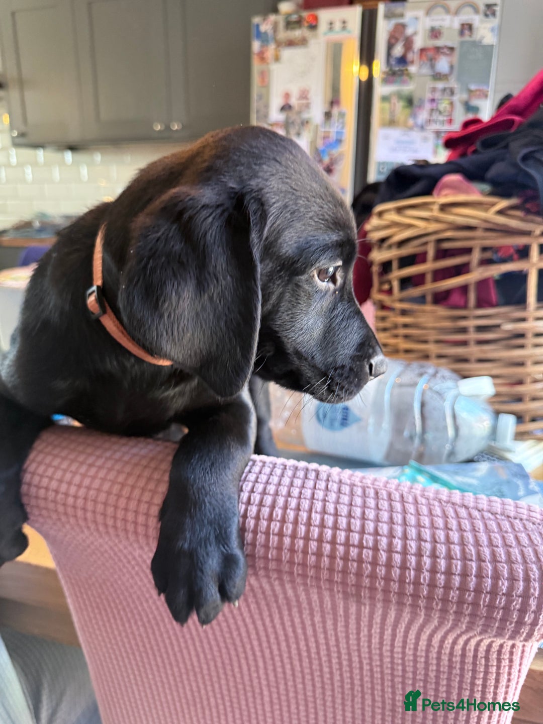 Labrador Retriever dogs for sale: Fantastic KC registered litter from FTCH lines - Image 5