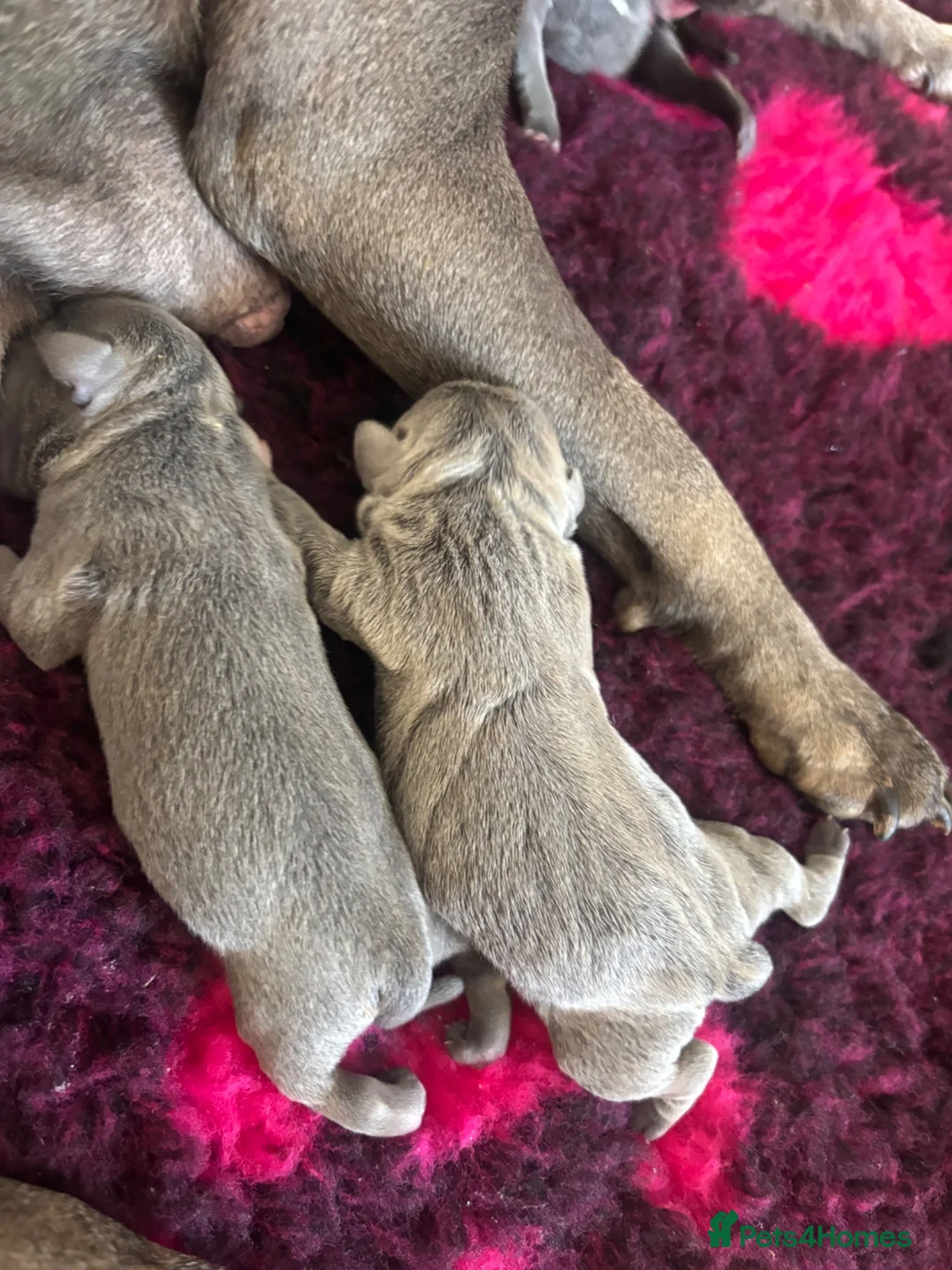 Staffordshire Bull Terrier dogs for sale: Blue quality staffy pups. - Advert 1