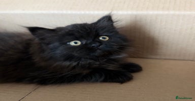 Siberian cats - Advert 4