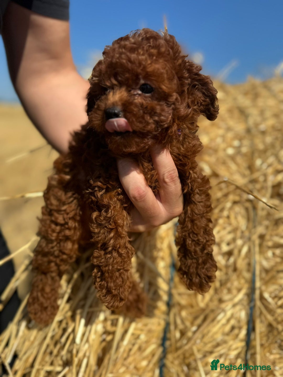 Toy Poodle dogs for sale: Toy Poodle Puppies–Asian Lines–Tiny Size - Image 5