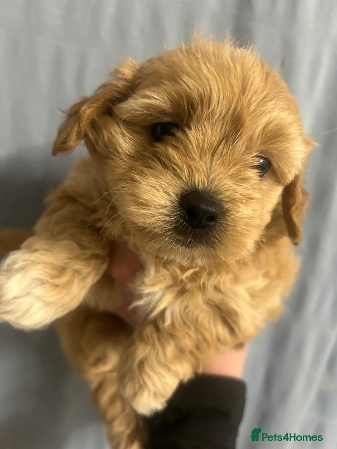 Maltipoo dogs for sale: Multipoo - Advert 6