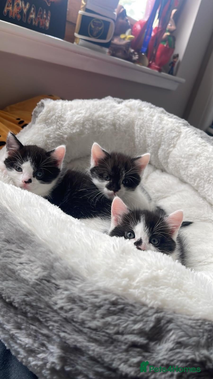 Mixed Breed cats Kittens - Advert 16