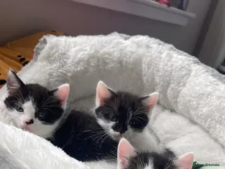 Mixed Breed cats Kittens - Advert 8