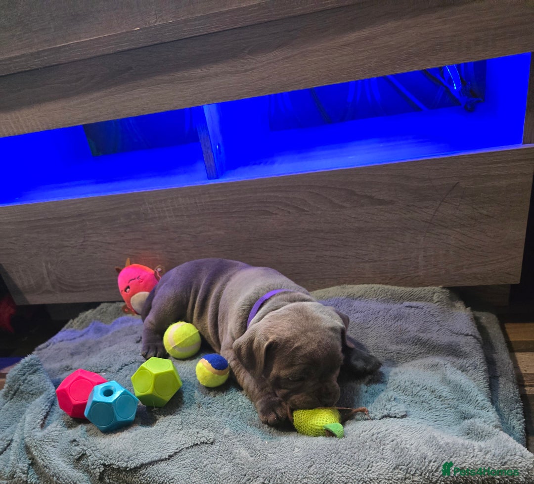 Staffordshire Bull Terrier dogs for sale: Stunning Staffordshire bull terrier pups  - Image 31
