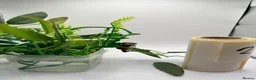 Gecko reptiles for sale: Crested and chahouas geckos - Advert 16