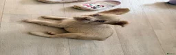 French Bulldog dogs for sale: 💕 gorgeous fluffy frenchie girl  - Advert 6
