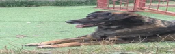 Mixed Breed dogs for adoption: Bruce & Kal - Advert 6