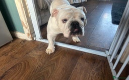 English Bulldog dogs for sale: Brother and sister for sale £2500 for both  - Advert 13