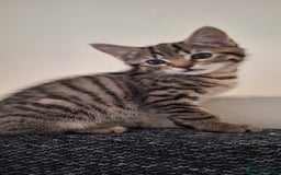 Mixed Breed cats for sale: Male kitten  - Image 1