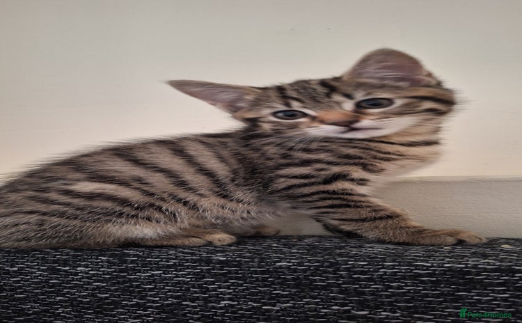 Mixed Breed cats - Advert 8