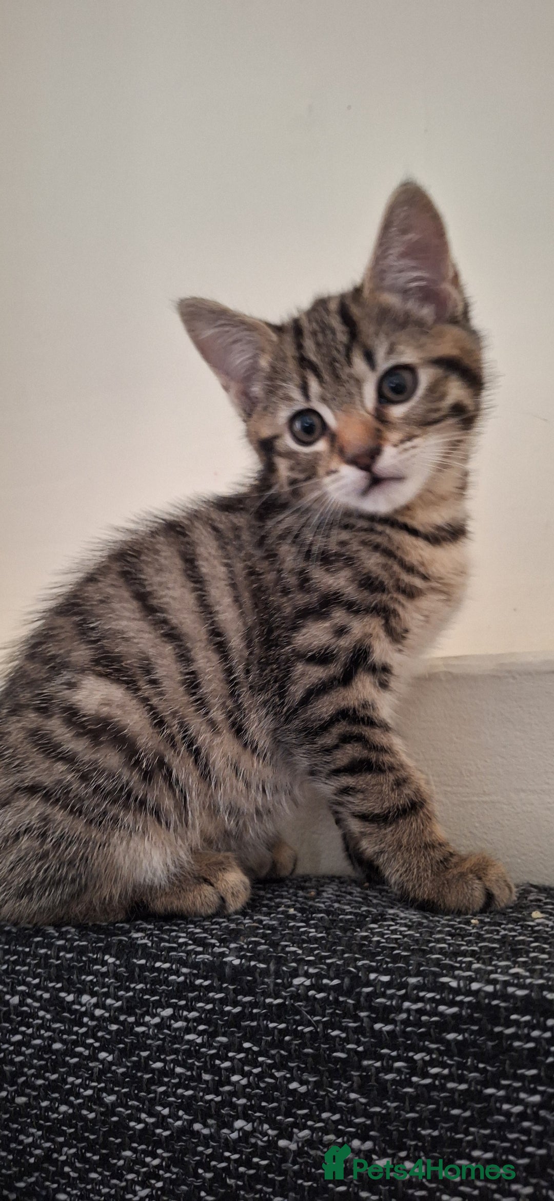 Mixed Breed cats for sale: Male kitten  - Image 1