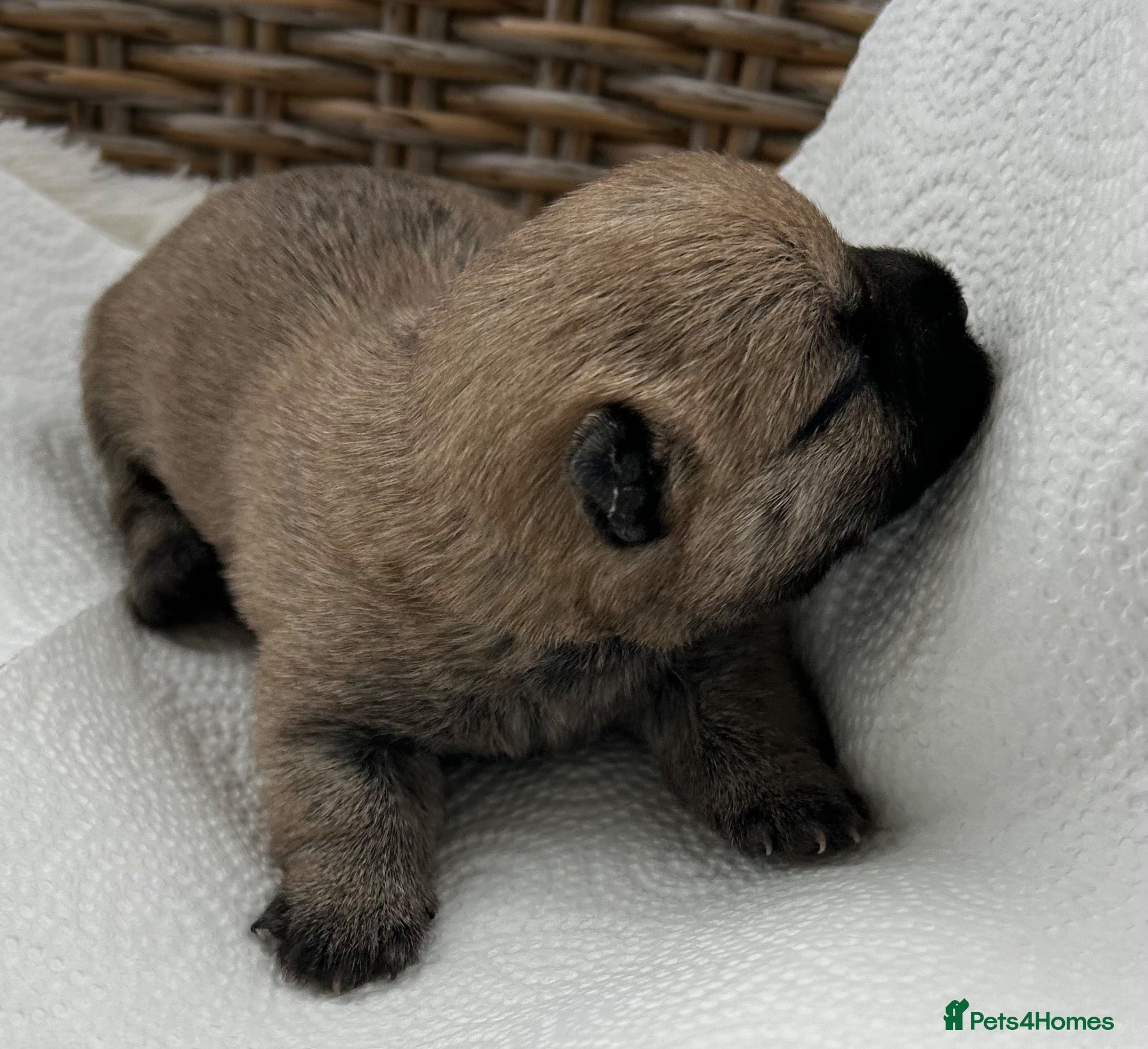 Cairn Terrier dogs Gorgeous Cairn Terrier Puppys - Advert 2
