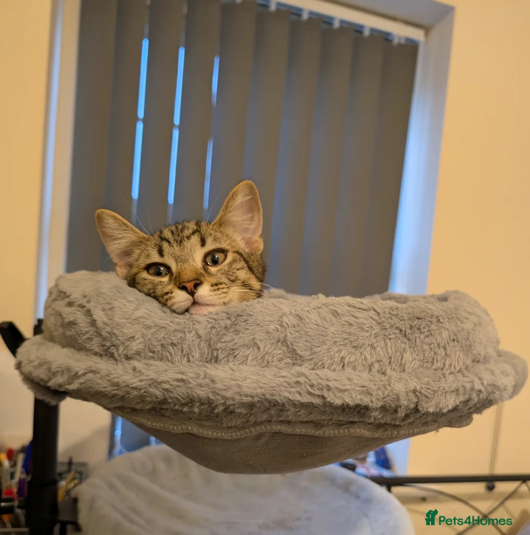 European cats for sale: Male kitten available for a good home - Advert 4