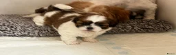 Shih Tzu dogs for sale: Shih Tzu puppies  - Advert 7