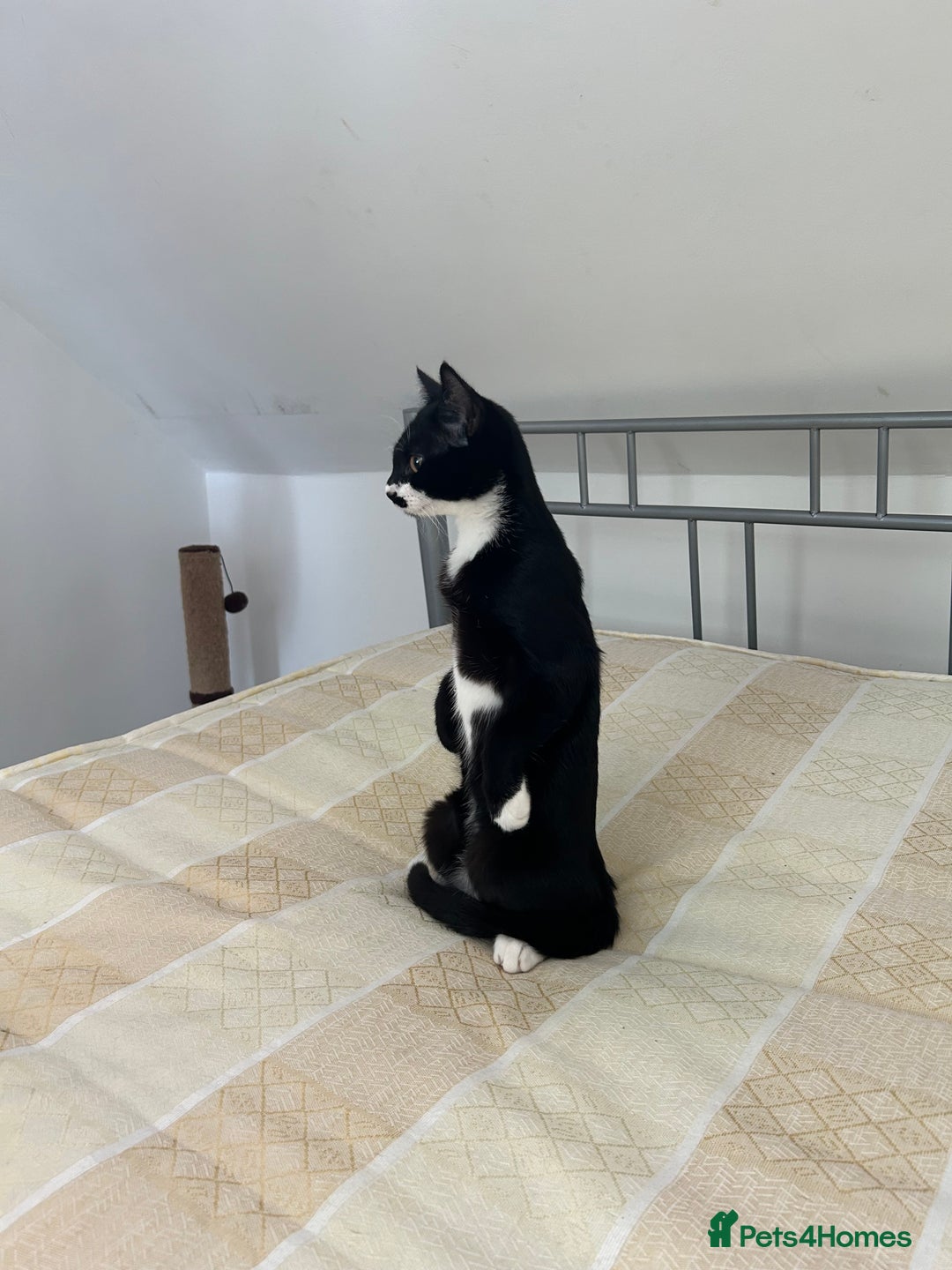 British Shorthair cats for sale: X2 male cats for sale BROTHERS  - Image 4