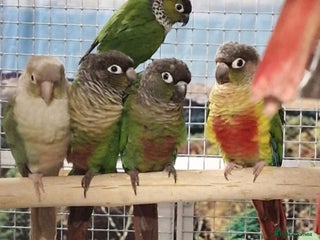 Parrots birds Xxx BIRDS/PARAKEETS/PARROTS xxX - Advert 14