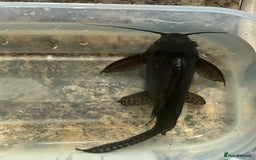 Catfish fish for sale: FREE catfish - Image 3