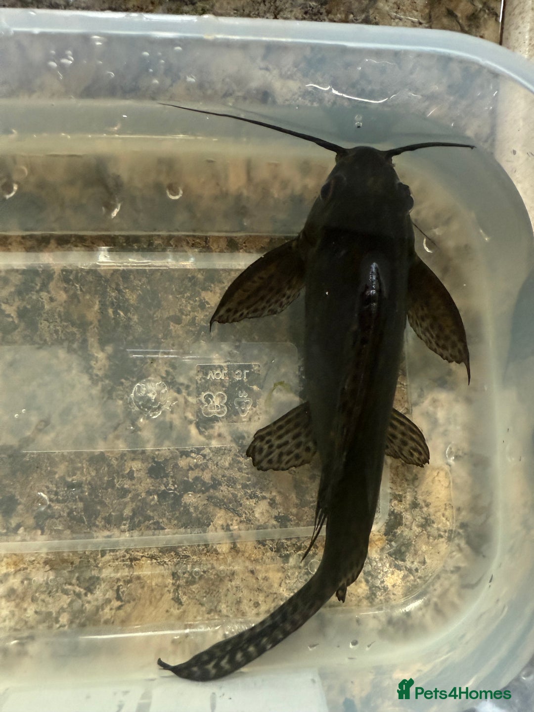 Catfish fish for sale: FREE catfish - Image 3